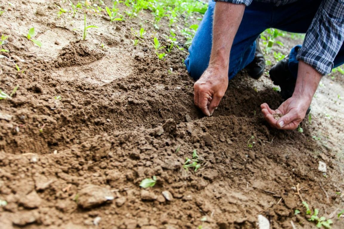 soil